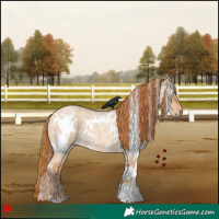 Horse Color:White Spotted Red Dun Roan 