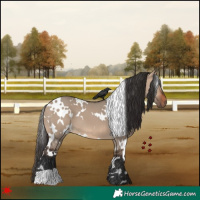 Horse Color:White Spotted Bay Dun