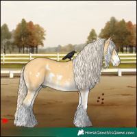 Horse Color:White Spotted Palomino Dun 