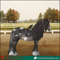 Horse Color:White Spotted Smoky Black Rabicano