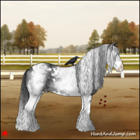 Horse Color:White Spotted Black