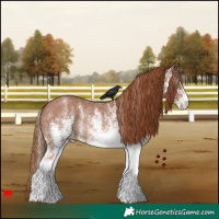 Horse Color:White Spotted Chestnut Rabicano 