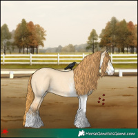 Horse Color:White Spotted Red Dun Rabicano 