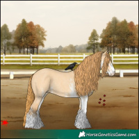 Horse Color:White Spotted Red Dun Rabicano 
