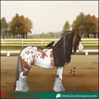 Horse Color:White Spotted Bay Blanket Rabicano 