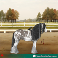 Horse Color:White Spotted Grullo