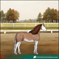 Horse Color:Red Dun Splash 