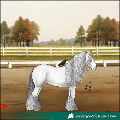 Horse Color:White Spotted Bay Dun