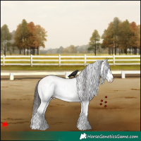 Horse Color:White Spotted Bay Dun