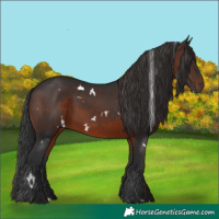 Horse Color:White Spotted Brown 