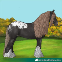 Horse Color:Liver Chestnut Tobiano Appaloosa 