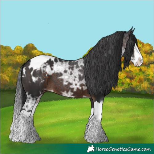 Horse Color:Brown Ice Splash Appaloosa