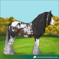 Horse Color:Brown Ice Splash Appaloosa