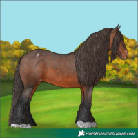 Horse Color:Brown Appaloosa 