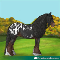 Horse Color:Liver Chestnut Tobiano Blanket Rabicano