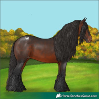 Horse Color:Brown Appaloosa