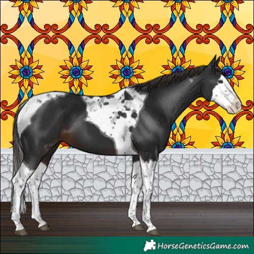 Horse Color:Liver Chestnut Splash Tobiano 