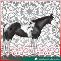 Horse Color:Liver Chestnut Splash Tobiano 