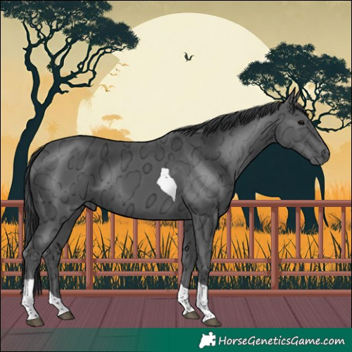 Horse Color:Black Ice Tobiano 