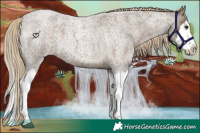 Horse Color:Chocolate Palomino Roan Sabino Splash 