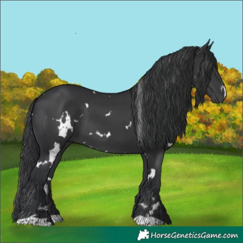 Horse Color:White Spotted Black