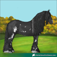 Horse Color:White Spotted Black