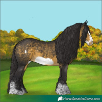 Horse Color:Buckskin Sabino Frame 