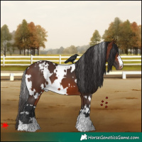 Horse Color:White Spotted Brown Appaloosa