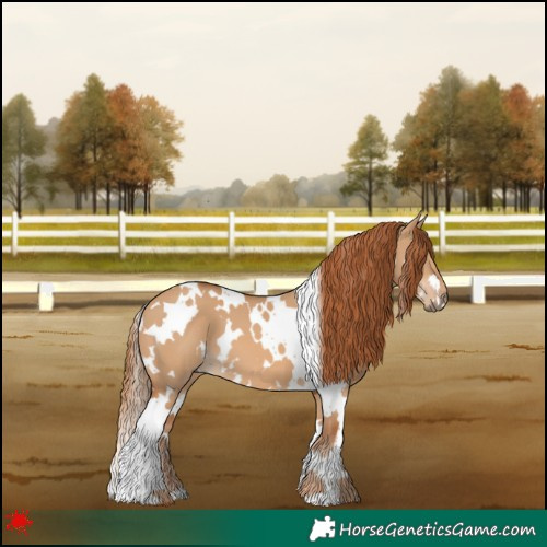 Horse Color:White Spotted Red Dun