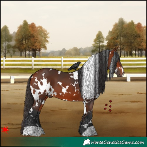 Horse Color:White Spotted Bay 