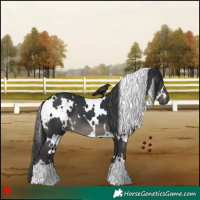 Horse Color:White Spotted Black