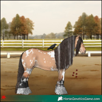 Horse Color:White Spotted Bay Dun