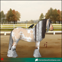 Horse Color:White Spotted Bay Dun 