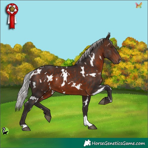 Horse Color:White Spotted Silver Brown 
