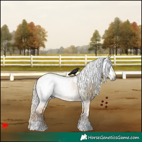 Horse Color:Gray White Spotted Red Dun 