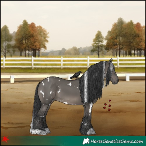 Horse Color:White Spotted Grullo