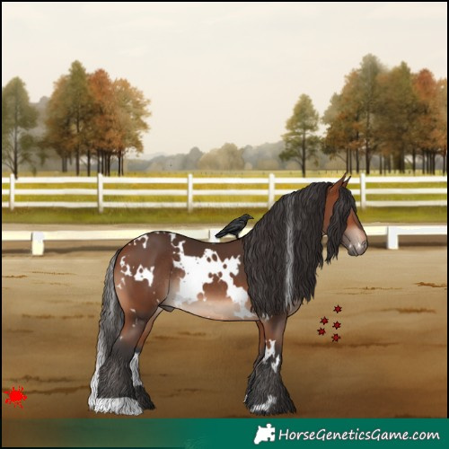 Horse Color:White Spotted Bay Rabicano 