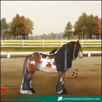 Horse Color:White Spotted Bay Rabicano