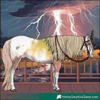 Horse Color:Watercolor White Spotted Silver Blue Onyx Appaloosa 