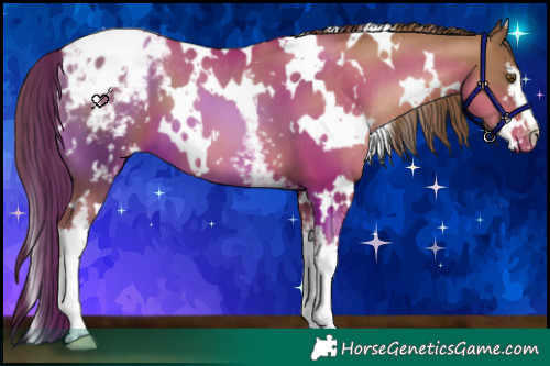 Horse Color:White Spotted Liver Chestnut Pearl Blanket