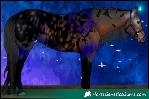 Horse Color:Gray Void White Spotted Liver Chestnut Tobiano Blanket