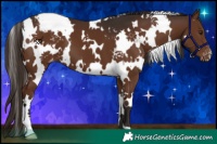Horse Color:White Spotted Liver Chestnut Blanket 
