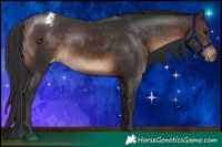 Horse Color:Brown Appaloosa 