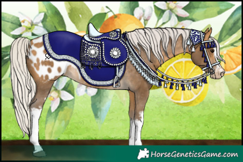 Horse Color:White Spotted Silver Buckskin Appaloosa 