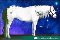 Horse Color:White Spotted Liver Chestnut Appaloosa 