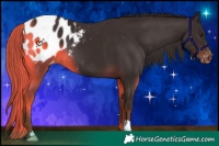 Horse Color:Liver Chestnut Blanket 