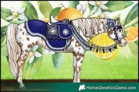 Horse Color:White Spotted Chocolate Palomino Appaloosa 