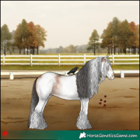 Horse Color:White Spotted Bay Dun