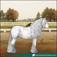 Horse Color:White Spotted Grullo Roan Splash Appaloosa 