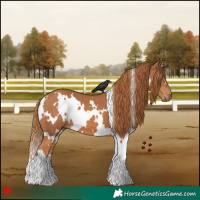 Horse Color:White Spotted Chestnut 